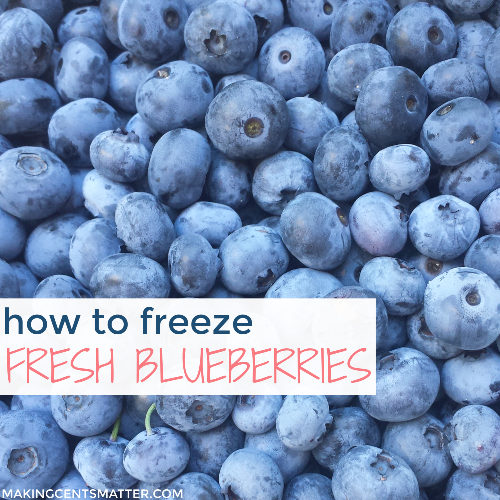 How To Freeze Fresh Blueberries 2